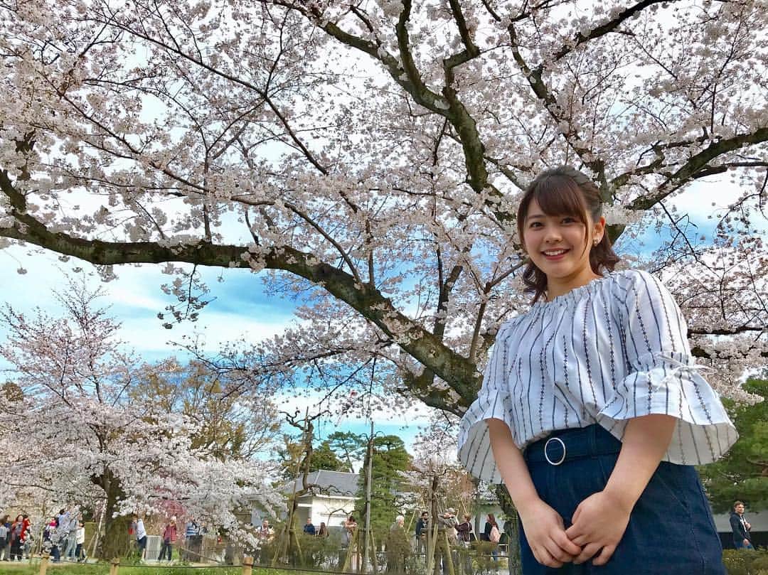 谷元星奈さんのインスタグラム写真 - (谷元星奈Instagram)「* 4月から、毎週金曜日に『報道ランナー』の「おでかけ中継 星奈のキラッと☆」という新しいコーナーを担当することになりました😊 * 4月5日、記念すべき1回目の生中継は、京都の二条城から、桜まつりの様子をお届けしました！ふんわりとした桜、とっても美しかったです🌸 * 来週の金曜日もぜひご覧ください⭐️ * #カンテレ#報道ランナー#生中継 #京都#二条城#世界文化遺産#桜#夜桜#🌸 #ソメイヨシノ#ヤマザクラ#標本木 #花より団子#みたらし団子#藤菜美#🍡」4月5日 18時09分 - tanimoto_seina