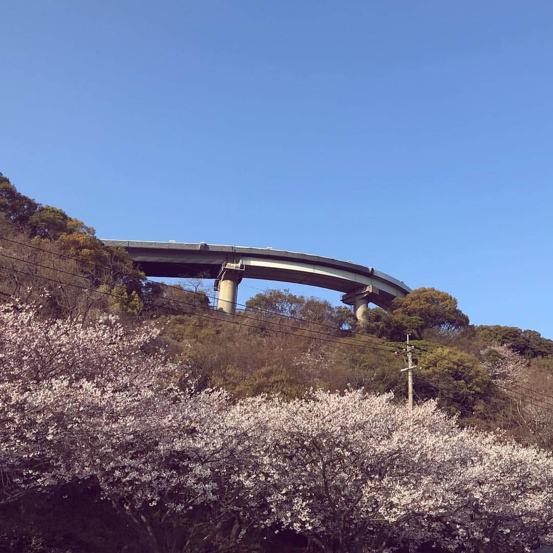 のインスタグラム：「門司港和布刈公園  桜満開でした🌸」