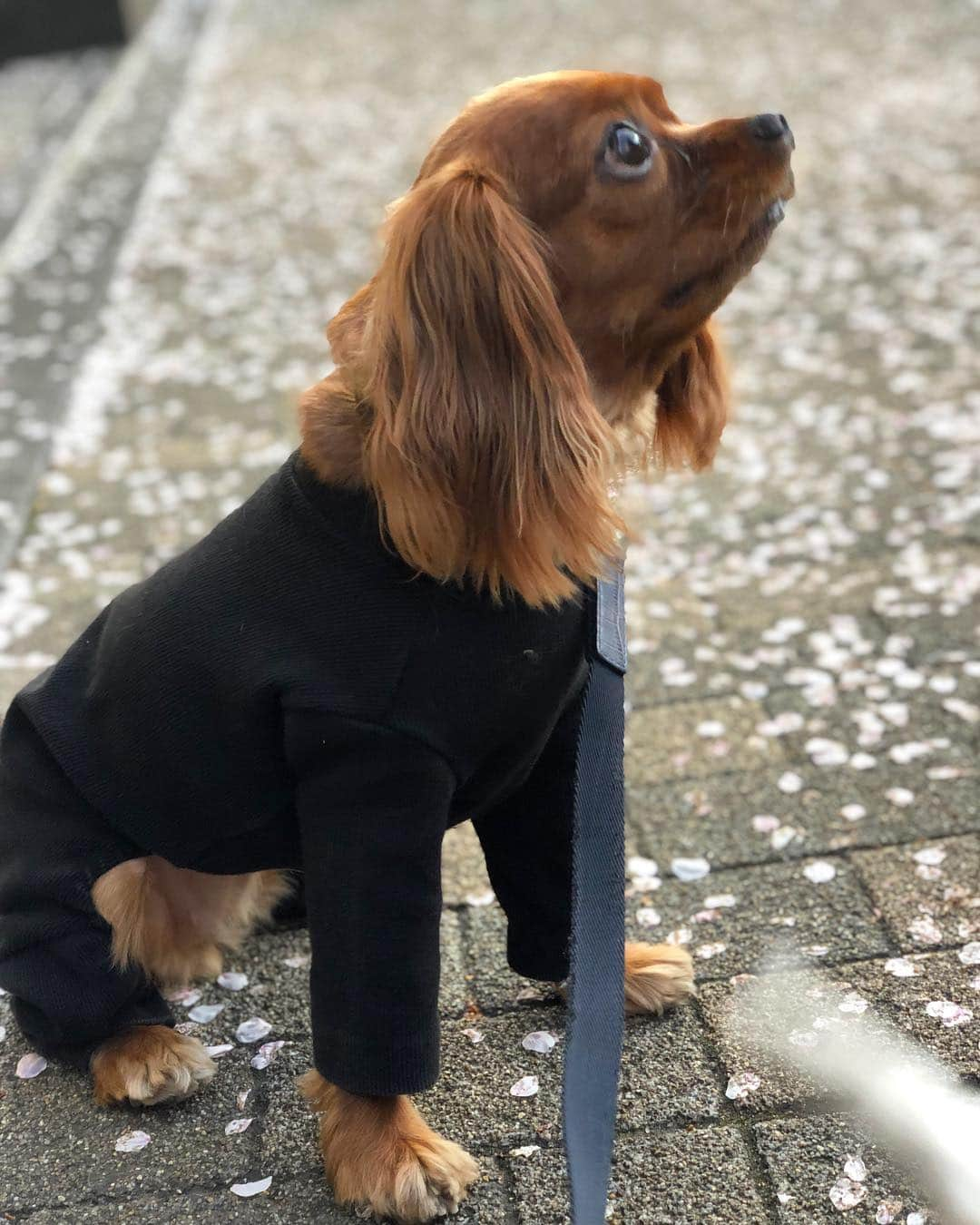 木下ココさんのインスタグラム写真 - (木下ココInstagram)「👅桜見える🌸？？ ・ @cavalier_sansasnow #cavaliersansasnow #sansaandsnow #sansasnow #cavalier #cavaliers #cavaliercommunity  #cavalierlife #cavaliercorner  #cavalierpuppy #cavalierpuppies  #cav #cavs #cavalife #cavlove  #cavlife #cavalierclub  #kingcharlespuppy  #kingcharlescavalier  #cavalierkingcharlesspaniel  #cavlover #cavlove  #cavalierruby #cavalierblenheim  #キャバリア #キャバリアキングチャールズスパニエル #キャバリア子犬 #キャバリア動画 #キャバリア大好き  #キャバリアルビー #キャバリアブレンハイム」4月5日 18時20分 - cocot_chan