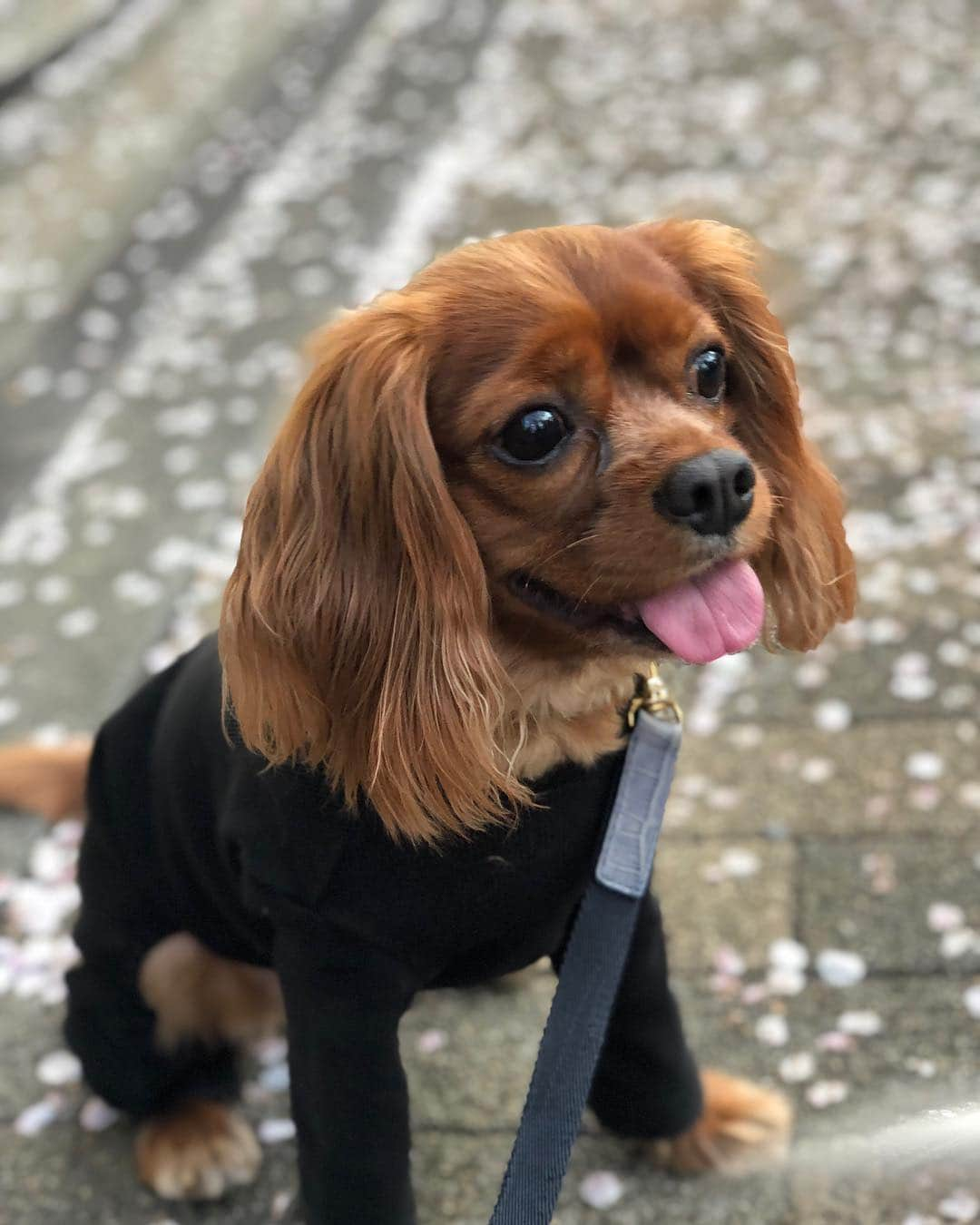 木下ココさんのインスタグラム写真 - (木下ココInstagram)「👅桜見える🌸？？ ・ @cavalier_sansasnow #cavaliersansasnow #sansaandsnow #sansasnow #cavalier #cavaliers #cavaliercommunity  #cavalierlife #cavaliercorner  #cavalierpuppy #cavalierpuppies  #cav #cavs #cavalife #cavlove  #cavlife #cavalierclub  #kingcharlespuppy  #kingcharlescavalier  #cavalierkingcharlesspaniel  #cavlover #cavlove  #cavalierruby #cavalierblenheim  #キャバリア #キャバリアキングチャールズスパニエル #キャバリア子犬 #キャバリア動画 #キャバリア大好き  #キャバリアルビー #キャバリアブレンハイム」4月5日 18時20分 - cocot_chan