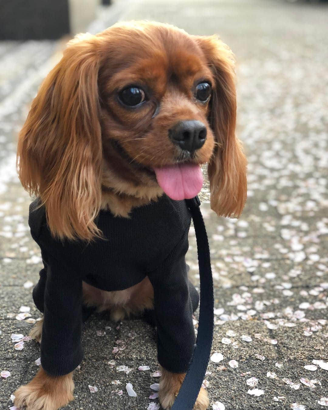 木下ココさんのインスタグラム写真 - (木下ココInstagram)「👅桜見える🌸？？ ・ @cavalier_sansasnow #cavaliersansasnow #sansaandsnow #sansasnow #cavalier #cavaliers #cavaliercommunity  #cavalierlife #cavaliercorner  #cavalierpuppy #cavalierpuppies  #cav #cavs #cavalife #cavlove  #cavlife #cavalierclub  #kingcharlespuppy  #kingcharlescavalier  #cavalierkingcharlesspaniel  #cavlover #cavlove  #cavalierruby #cavalierblenheim  #キャバリア #キャバリアキングチャールズスパニエル #キャバリア子犬 #キャバリア動画 #キャバリア大好き  #キャバリアルビー #キャバリアブレンハイム」4月5日 18時20分 - cocot_chan