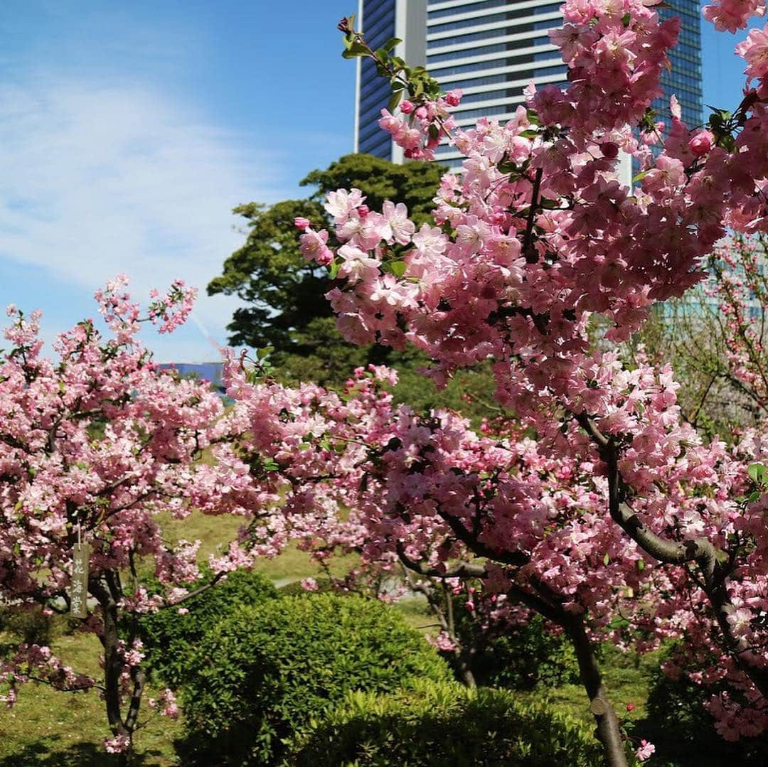 km観光タクシーさんのインスタグラム写真 - (km観光タクシーInstagram)「Kyu Shiba Rikyu Gardens #tokyosightseeing #tokyodrive #tokyolife #tokyonow #東京観光タクシー #kmtaxi #thingstodo #thingstodointokyo #rikugien #thingstodoinjapan #tokyotourism #桜 #kmtaxi #tokyotourism #tokyotour #kyushibarikyugardens」4月5日 18時15分 - tokyodrive.jp