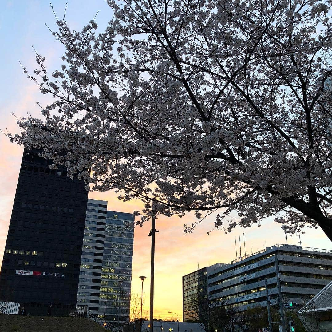 佐藤竜雄さんのインスタグラム写真 - (佐藤竜雄Instagram)「すっかり春の空 #夕焼け #桜 #cherryblossom #中野通り」4月5日 18時16分 - seitenhyohyo