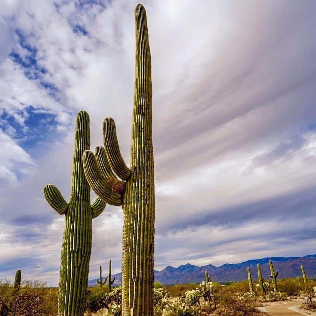 Lonely Planetさんのインスタグラム写真 - (Lonely PlanetInstagram)「This week's #lonelyplanet regram comes from Sandy (@qsandyl) who took this pic at #Saguaro National Park in #Tucson, #USA. Saguaros (sah-wah-ros) are icons of the American Southwest, and an entire cactus army of these majestic, ribbed sentinels is protected in this desert playground 🌵 — Every week we regram a shot from our community. Tag yours with #LonelyPlanet for a potential feature!」4月5日 18時30分 - lonelyplanet