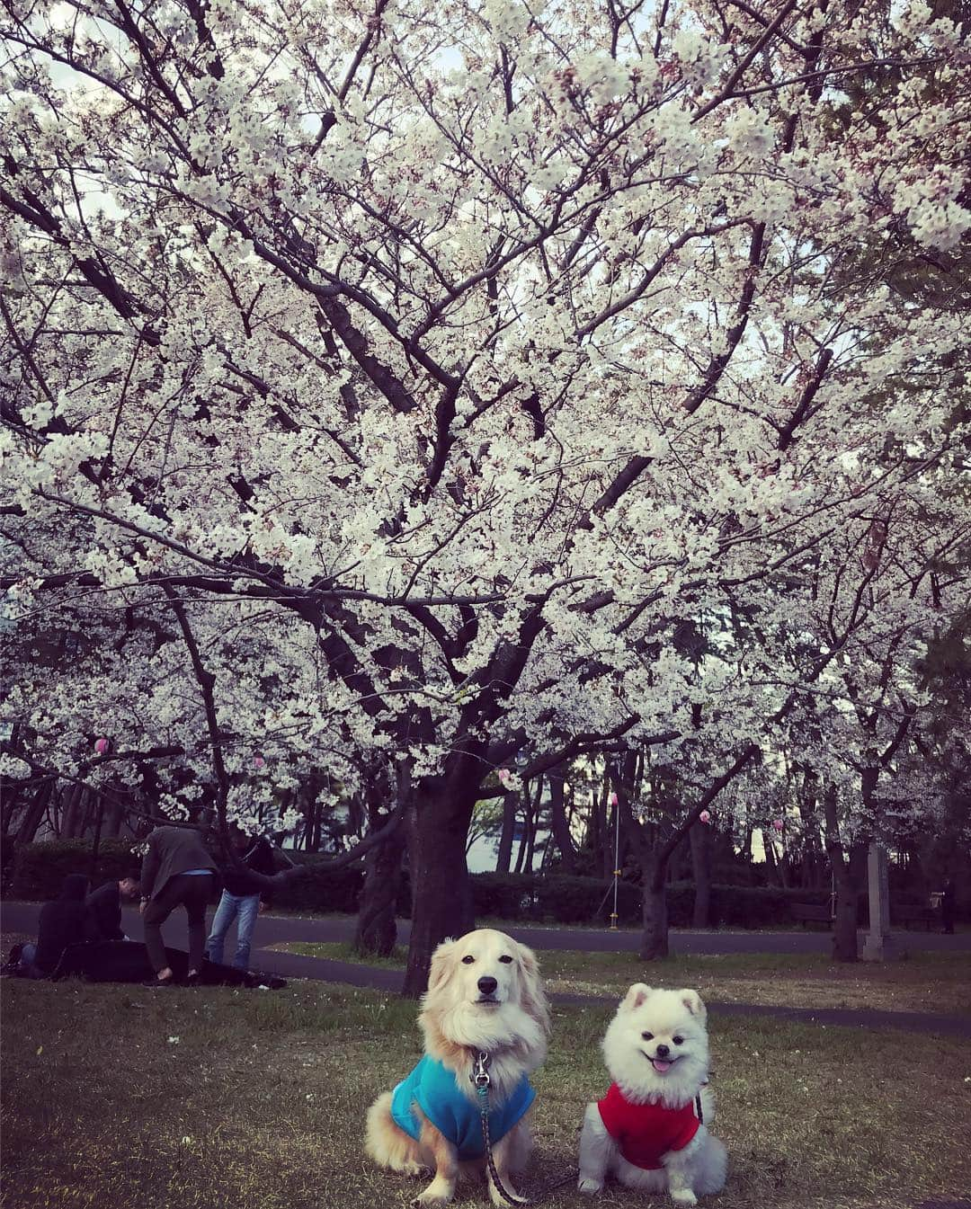 葵ゆりかさんのインスタグラム写真 - (葵ゆりかInstagram)「寄り道🌸  #お花見 #cherryblossom #桜 #🌸 #お散歩 #花見 #辰巳の森緑道公園 #桜のトンネル #tokyo #japan」4月5日 18時23分 - yuriyuricchi