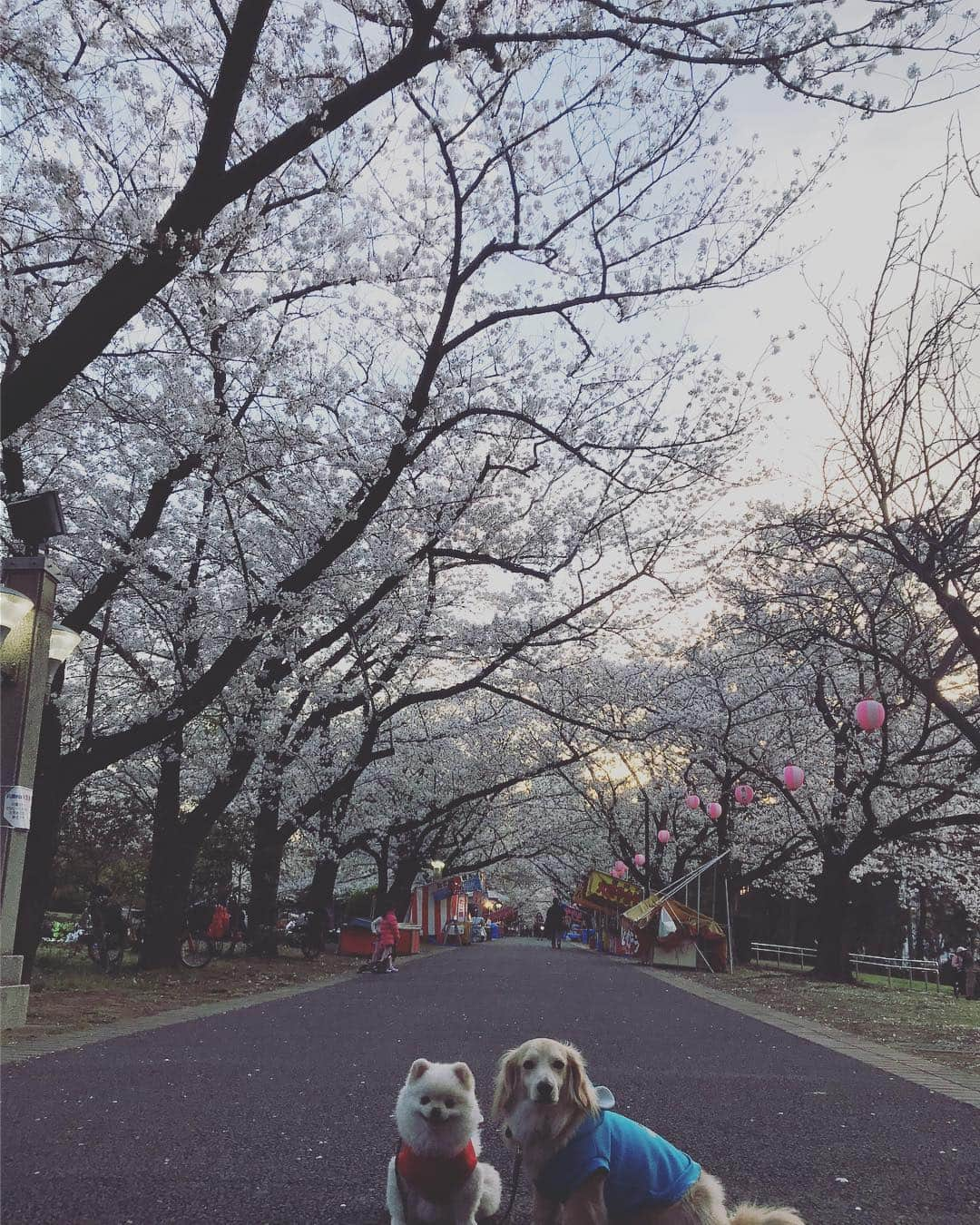 葵ゆりかさんのインスタグラム写真 - (葵ゆりかInstagram)「寄り道🌸  #お花見 #cherryblossom #桜 #🌸 #お散歩 #花見 #辰巳の森緑道公園 #桜のトンネル #tokyo #japan」4月5日 18時23分 - yuriyuricchi