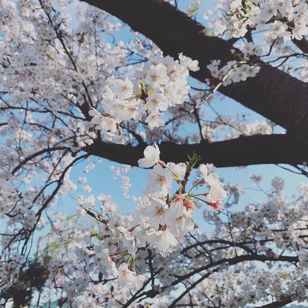 クリス智子さんのインスタグラム写真 - (クリス智子Instagram)「Sakura 2019.  通りがかった公園、 桜があまりにきれいで、立ち寄って、少し遊びました。 公園で、二人で遊ぶの、久しぶり。 小学生になってから、ブランコ背中押したの、 初めてかも。 あたりまえなんだけど、 本当に、大きくなっていくのだなぁ。」4月5日 18時28分 - chris_tomoko