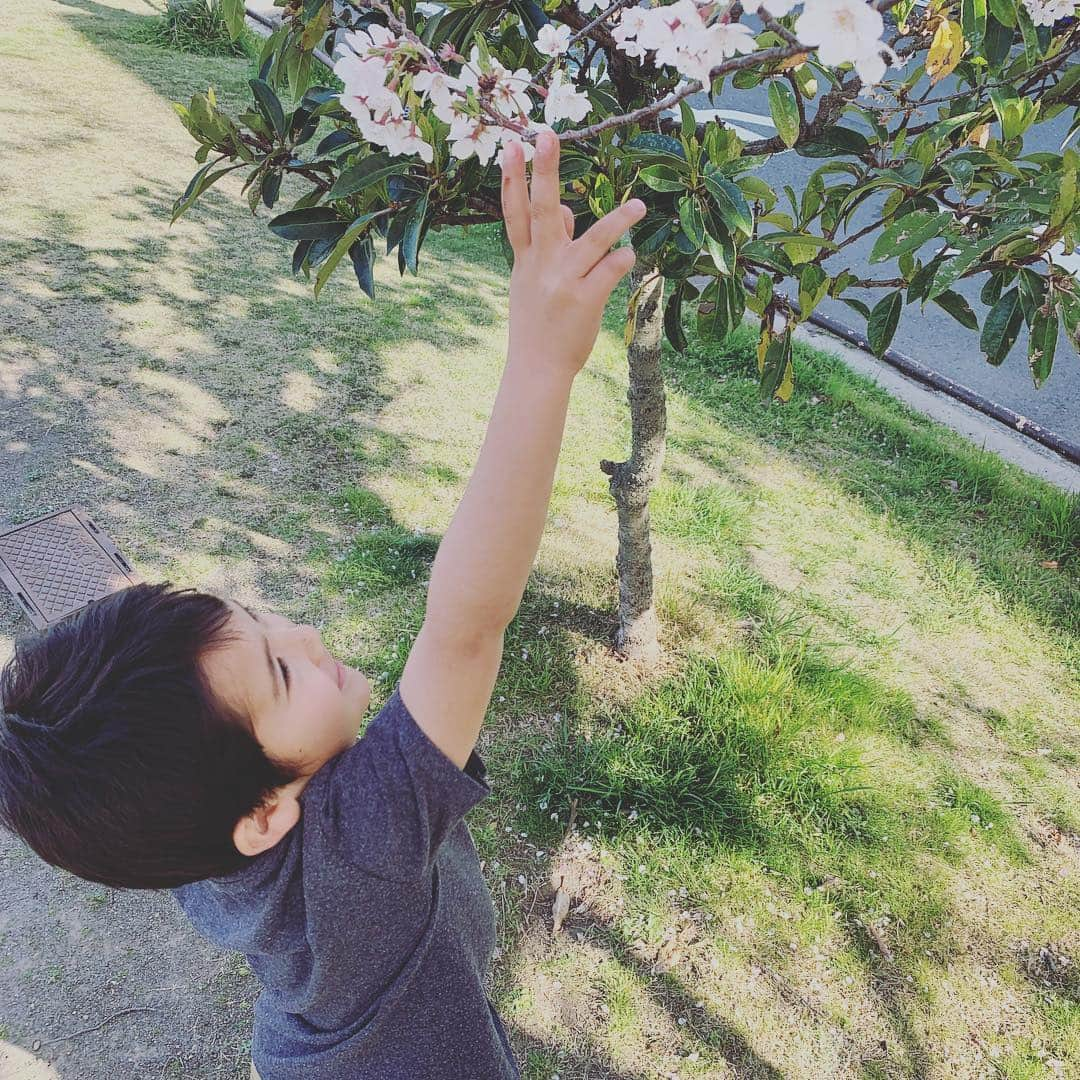 クリス智子さんのインスタグラム写真 - (クリス智子Instagram)「Sakura 2019.  通りがかった公園、 桜があまりにきれいで、立ち寄って、少し遊びました。 公園で、二人で遊ぶの、久しぶり。 小学生になってから、ブランコ背中押したの、 初めてかも。 あたりまえなんだけど、 本当に、大きくなっていくのだなぁ。」4月5日 18時28分 - chris_tomoko