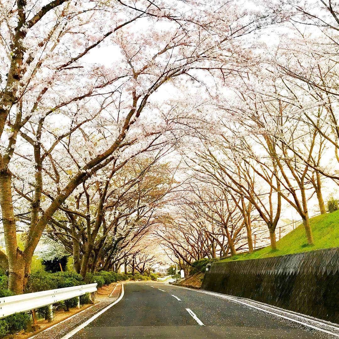 村上ホーム株式会社さんのインスタグラム写真 - (村上ホーム株式会社Instagram)「現場途中に、桜を見に寄りました。カラーの勉強という理由づけで、平成最後の桜です。  #ムラカミホーム #輸入住宅 #桜色 #桜トンネル」4月5日 18時34分 - murakamihome_2x4