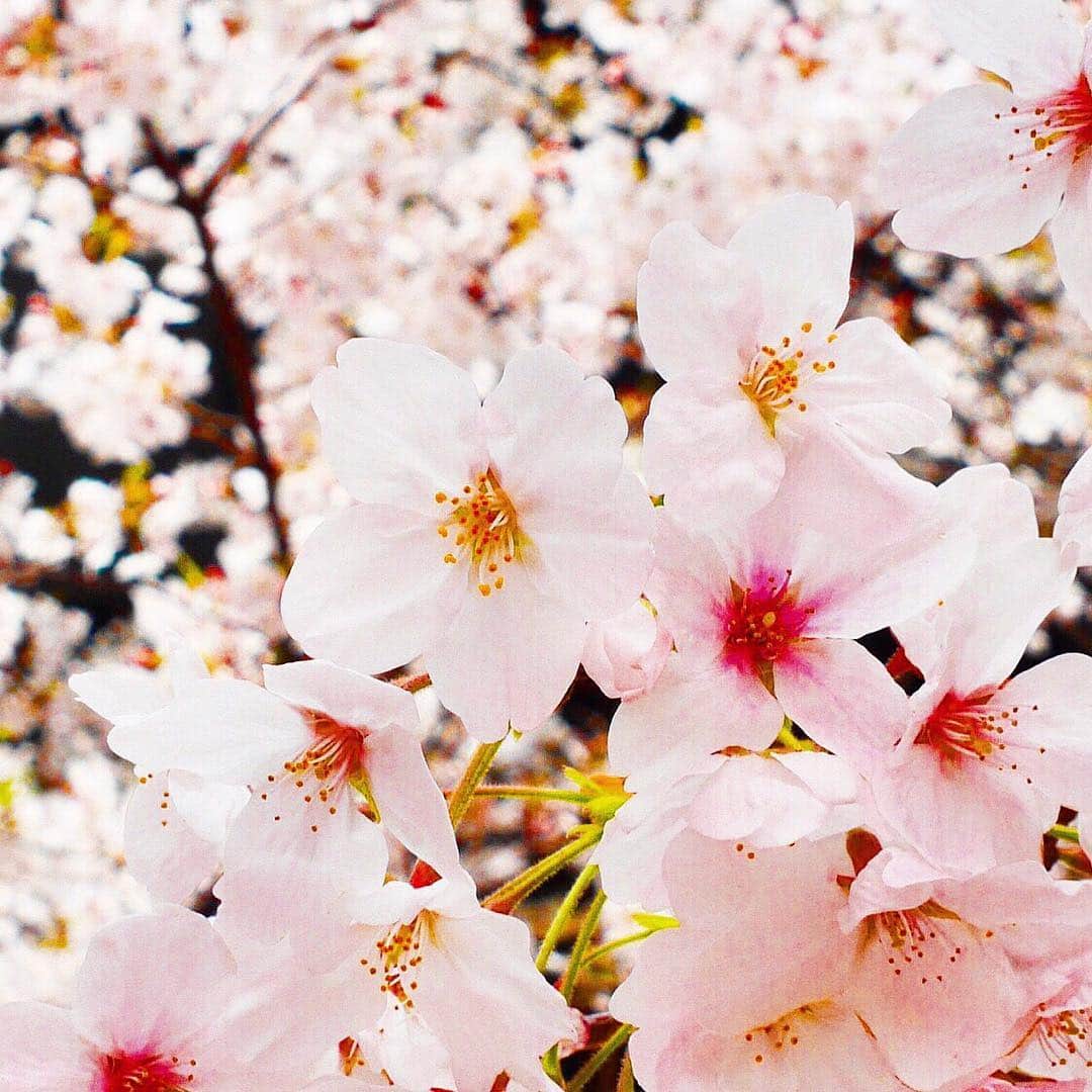 梅谷安里さんのインスタグラム写真 - (梅谷安里Instagram)「sakura🌸 満開すぎて最高のお花見日和☺️🌸 #お花見#桜 #sakura#🌸 #cherryblossom #目黒川」4月5日 18時35分 - anriworld