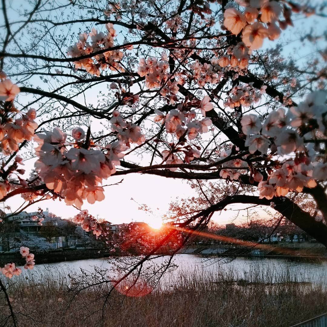 佐藤裕二さんのインスタグラム写真 - (佐藤裕二Instagram)「ちょっといい#写真 が撮れた気がする。#夕映え の#桜 。今日は#夜桜 を楽しむ方も多いでしょうか。 うちの#近所 でも、この#週末 は#桜まつり です🌸  #さくら #ソメイヨシノ #夕日 #夕景  #公園 #池 #花 #花見 #お花見  #名古屋 #緑区 #名古屋市緑区  #メーテレ #アナウンサー  #メーテレアナウンサー #ドデスカ  #佐藤裕二」4月5日 18時43分 - karaage_satou