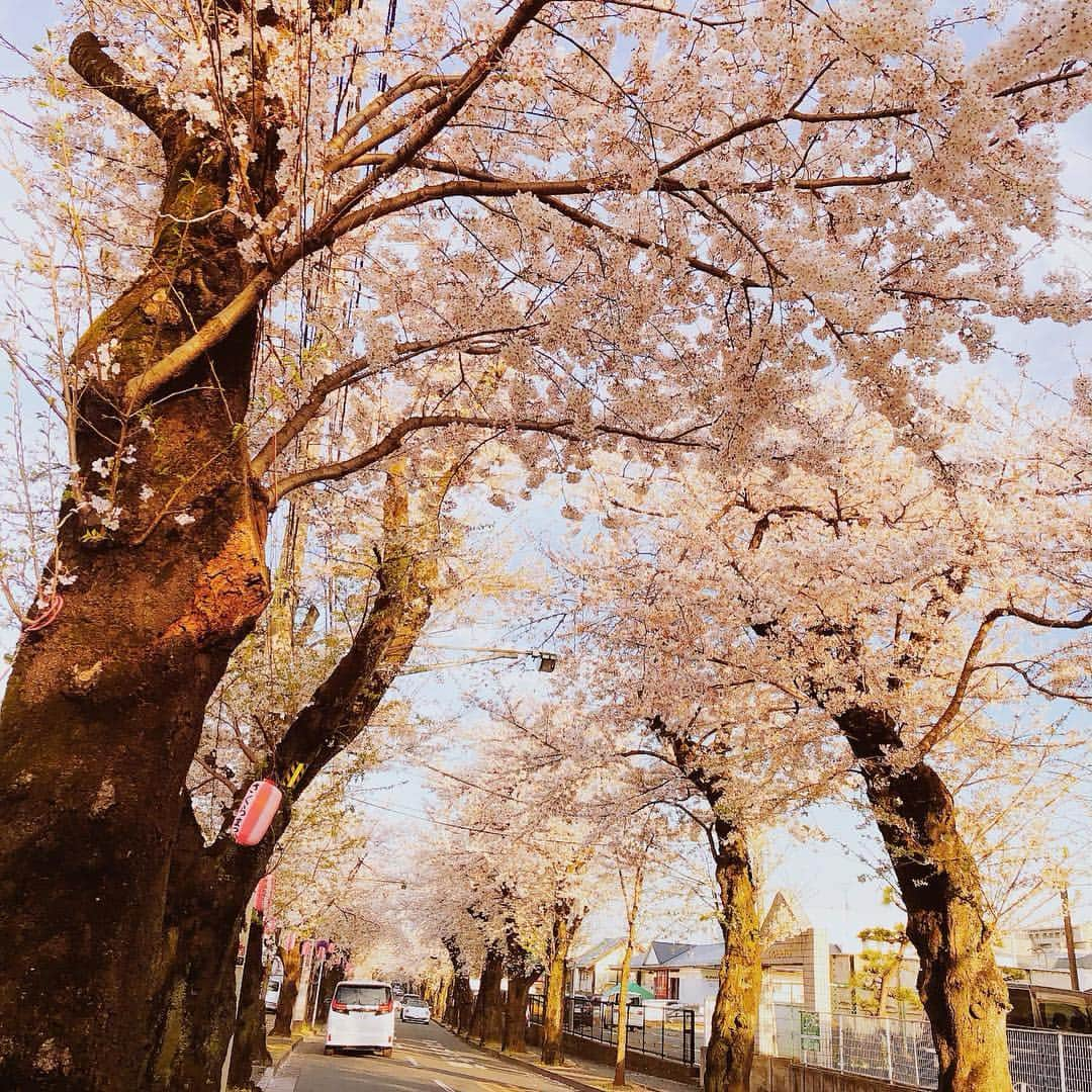 竹内里奈さんのインスタグラム写真 - (竹内里奈Instagram)「🎤🌸 今日は、桜の並木道から生中継でした✨ 最近桜のお仕事が多い🌸 この桜並木なんと3㎞も続いているんですよ🥰 #チバテレ #アナウンサー #フリーアナウンサー #竹内里奈 #桜並木 #桜スポット」4月5日 18時46分 - rina.takeuch