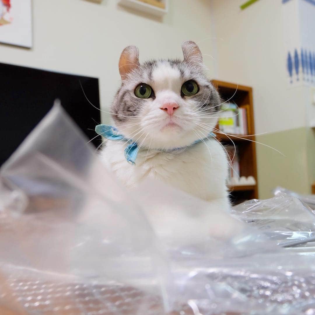 masuneco7のインスタグラム：「Amazonから届いた商品をウキウキ開けてる飼い主♂より それを邪魔するイッちゃんのウキウキの方が断然可愛いので飼い主♂はイッちゃんの邪魔をしないでいただきたい。」