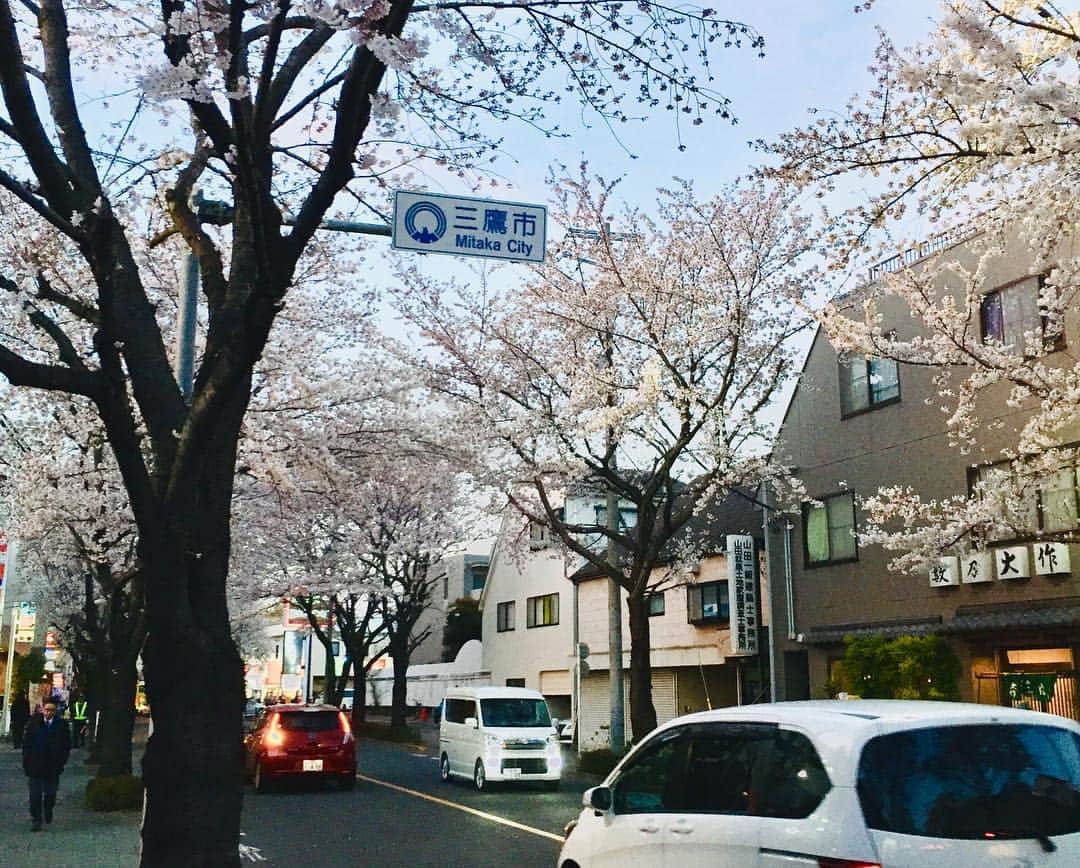 現代洋子さんのインスタグラム写真 - (現代洋子Instagram)「やっと三鷹も満開になりましたね～♪ #桜 #桜前線 #三鷹」4月5日 18時55分 - yokogendai