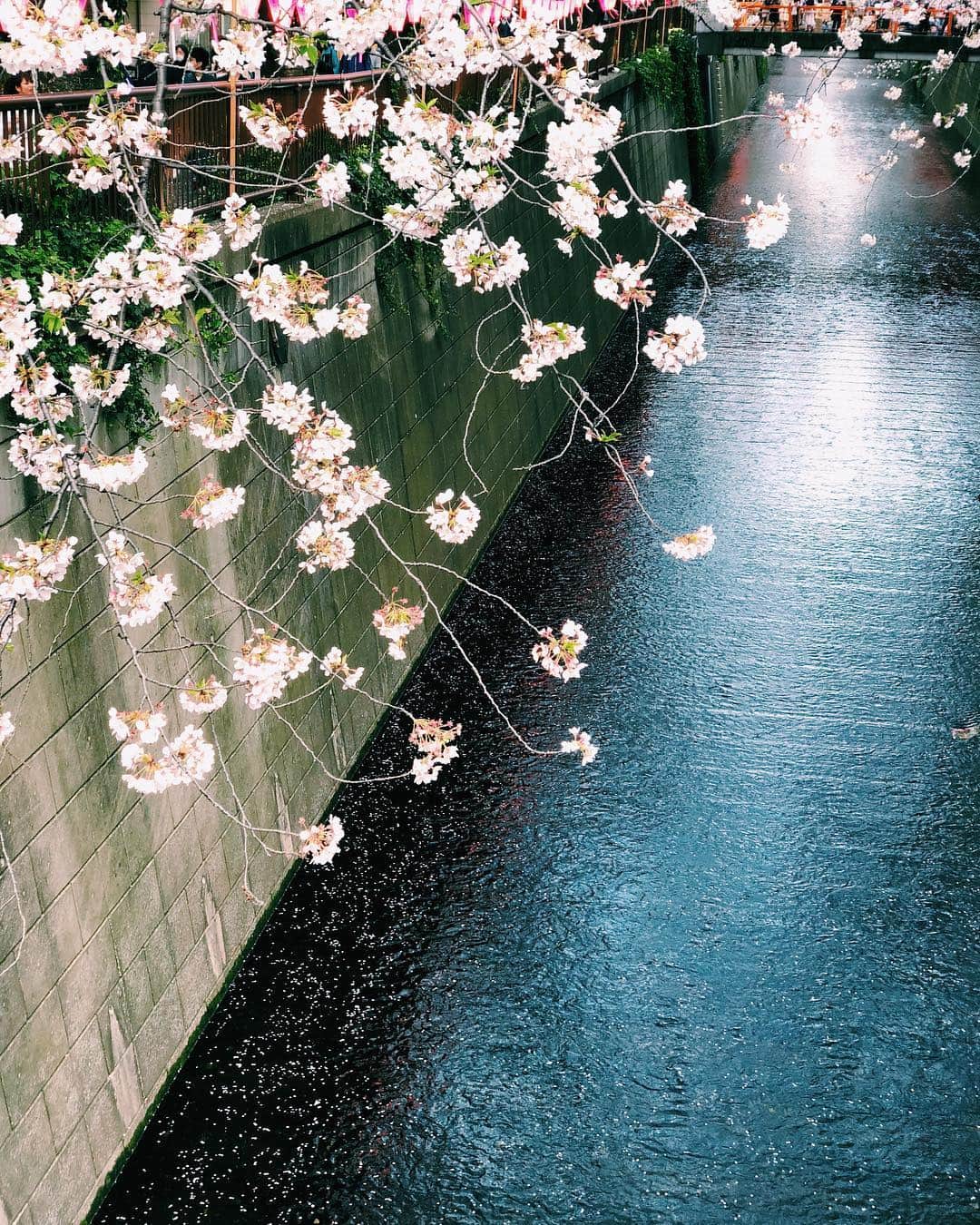 依吹怜さんのインスタグラム写真 - (依吹怜Instagram)「次海外行ったら、海外のみんなにこの写真見せよーっと。日本美しい〜 #japan #beautifuljapan  #RUN #怜カメラ」4月5日 18時57分 - ibukirey