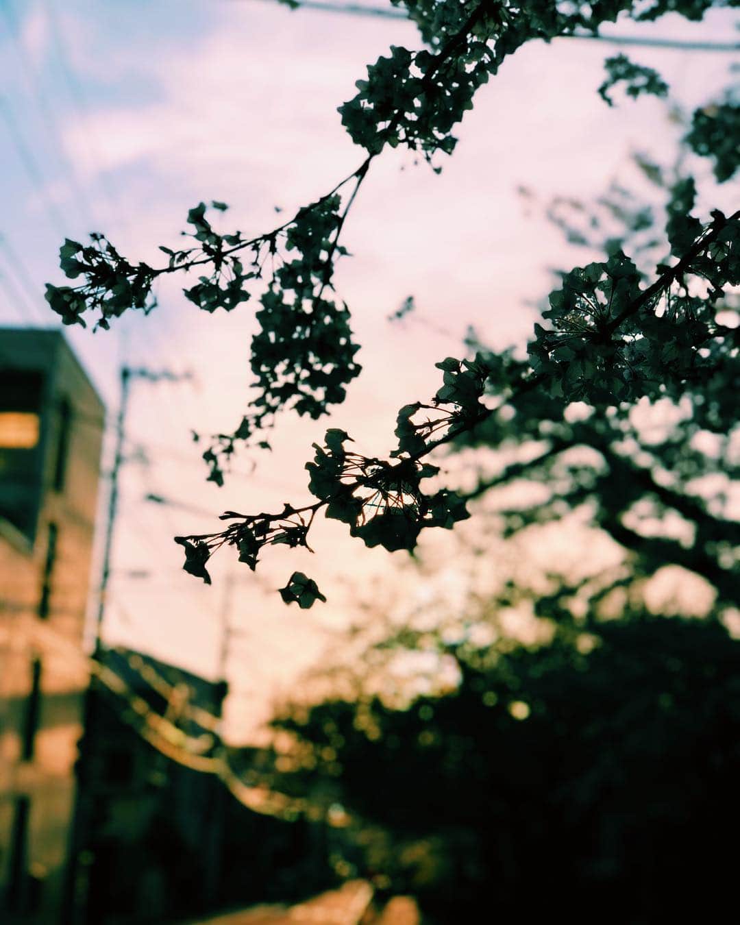 依吹怜さんのインスタグラム写真 - (依吹怜Instagram)「次海外行ったら、海外のみんなにこの写真見せよーっと。日本美しい〜 #japan #beautifuljapan  #RUN #怜カメラ」4月5日 18時57分 - ibukirey