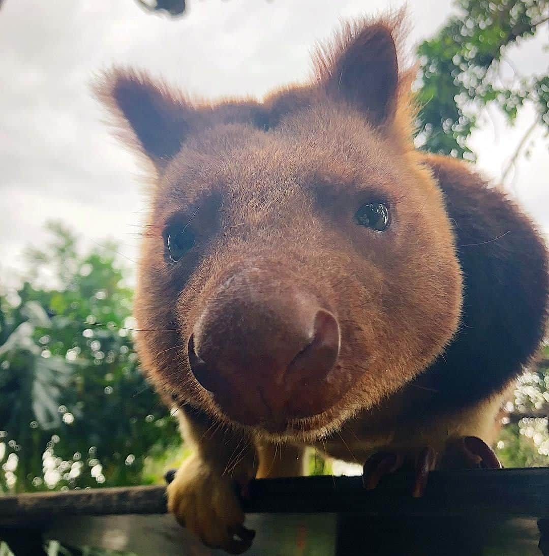 Australiaさんのインスタグラム写真 - (AustraliaInstagram)「“Hello, is it me you’re looking for?” Well, if it’s a #treekangaroo you’re after, then you’ve come to the right place. This cutie, Buna, lives in @zoossa's #AdelaideZoo along with two other tree kangaroos, and you’re able to visit them right in the centre of @cityofadelaide! A distant relative of the kangaroo and wallaby, they live in trees (in case you didn’t guess from their name) and rarely come down to the ground. Book a ‘tree kangaroo encounter’ and you’ll be able to hand-feed them their favourite treats, a guaranteed way to become besties in no time. 😉  #seeaustralia #seesouthaustralia #dailyfluffy #ZoosSA #Adelaide #wildlifephotography」4月5日 19時00分 - australia