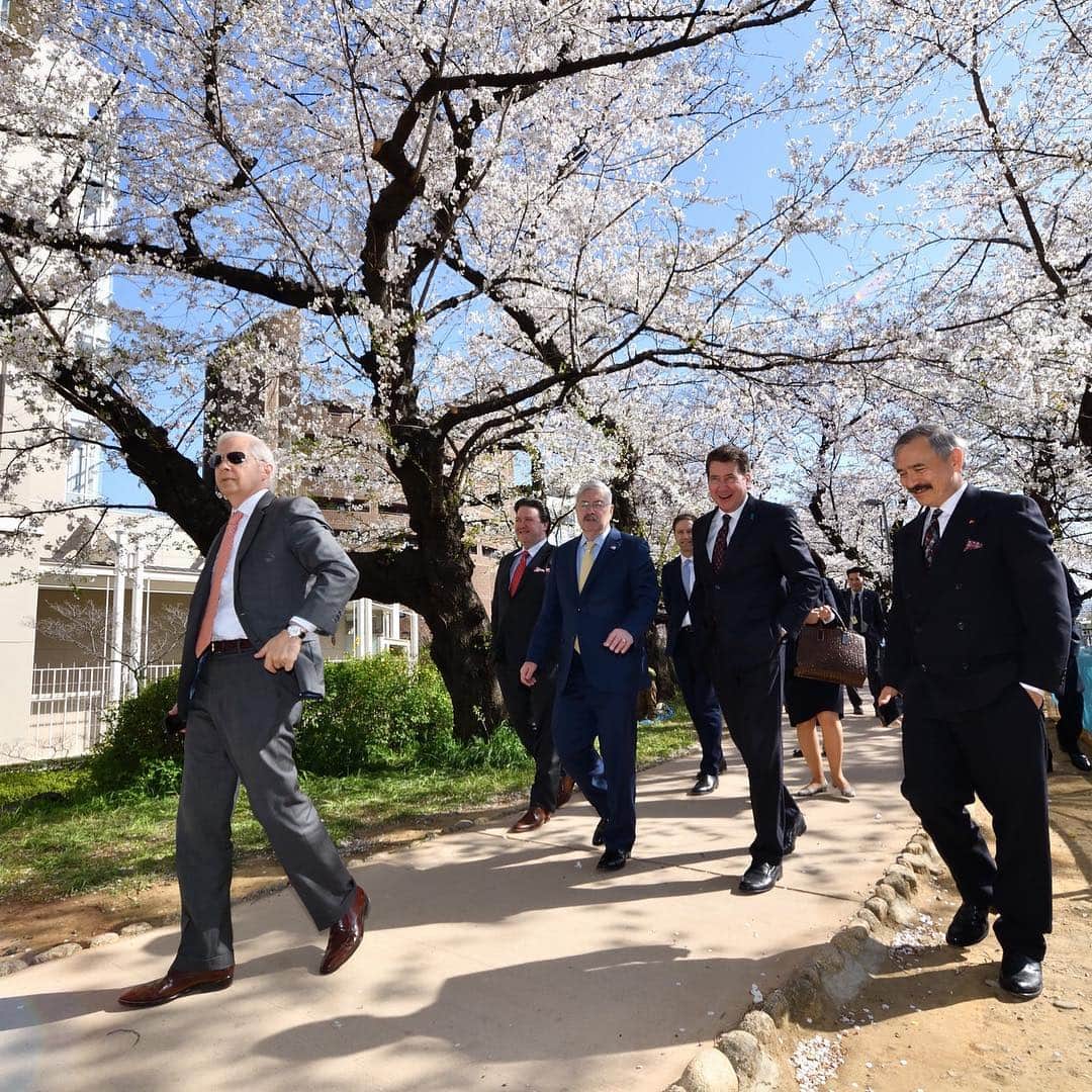 のインスタグラム：「インド、中国、韓国のアメリカ大使が日本に来日しました。ちょうど桜🌸がキレイな季節なので、ちょこっとお花見散歩を… 今日はお花見🍡🌸にはもってこいの日ですね〜 . #us #usa #america #ambassador #tokyo #cherryblossom #blooming #sakura #アメリカ #桜 #東京 #お花見 #散歩 #春 #インド #韓国 #中国 #大使 #日本 #japan」