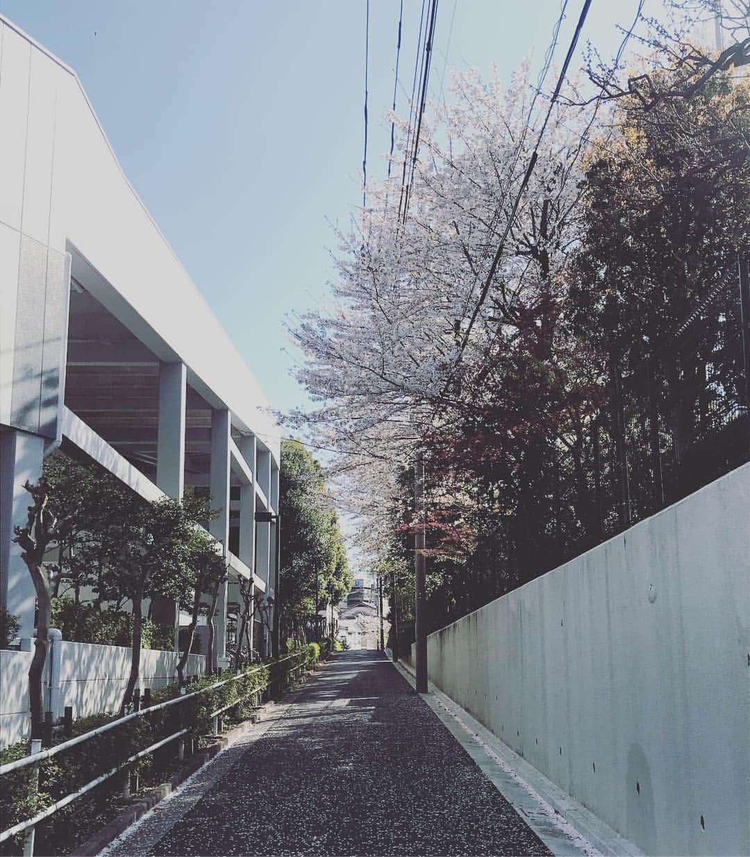 秋元才加さんのインスタグラム写真 - (秋元才加Instagram)「桜が綺麗な一本道。 写真にすると、やはり違った物になってしまうけれど。 でも、記録に残しておきたかったほど、綺麗でハッとしました。 暖かくなって、春かなぁ。」4月5日 19時12分 - areasayaka