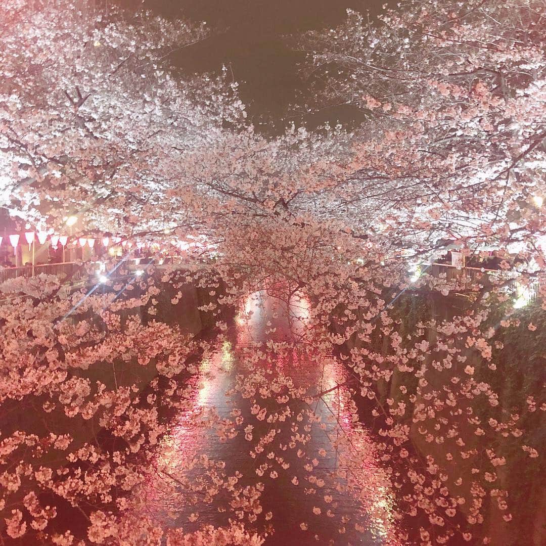 青木菜花のインスタグラム：「. . 夜桜凄く綺麗🌸 . . #中目黒 #夜桜」