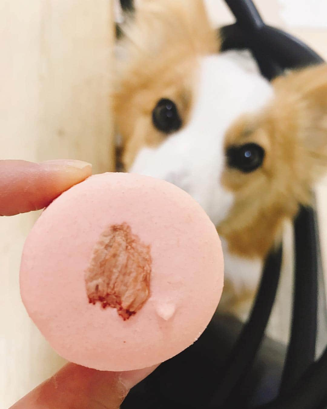 Andaz Tokyo アンダーズ 東京さんのインスタグラム写真 - (Andaz Tokyo アンダーズ 東京Instagram)「Who doesn’t love Sakura Sweets? Grab a box of our seasonal Sakura Macarons and have yourself a very Happy #hanami Friday! 🐶🌸 https://bit.ly/2TVJNQy - 今週末はアンダーズ 東京のさくらスイーツとともに、お花見はいかが？ 🌸🥰 ペストリー ショップでは、わんちゃんも思わずおねだりしちゃう、かわいくて美味しいさくらスイーツを揃えてお待ちしています。🐾 https://bit.ly/2Y8RqCa - 📸 Special thanks to @koma_komachi and 🐶」4月5日 19時12分 - andaztokyo