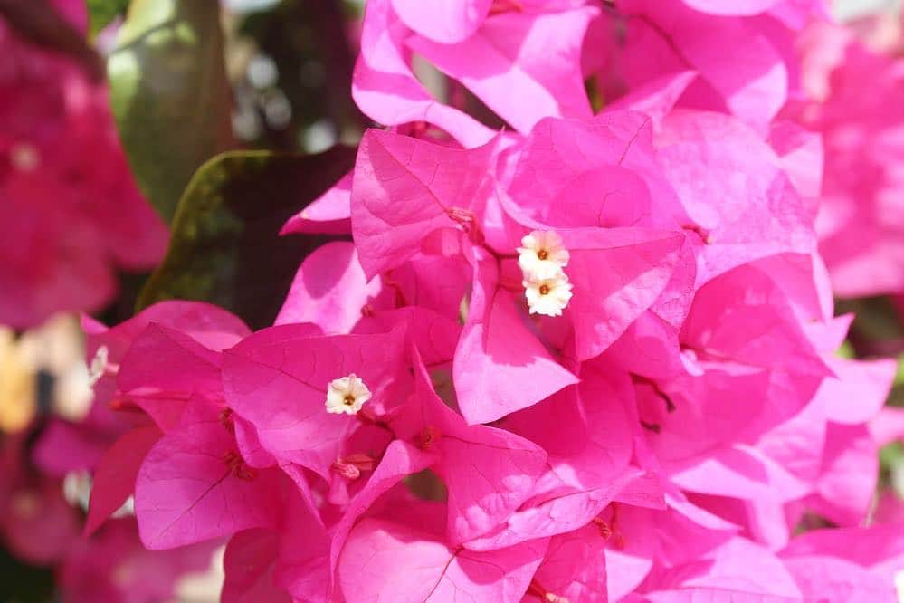 be-o編集部さんのインスタグラム写真 - (be-o編集部Instagram)「先日、東南植物楽園「楽園台湾朝食」の試食会に行ってきました！ 今年で４回目になる楽園台湾朝食。 人気のお粥セットや今年初登場の豆乳坦々麺は朝食にぴったりのやさしい味。 デザートのマンゴープリンもしっかりとマンゴーの風味がして美味しい！ 朝からのお出かけが増えるGWなどにおすすめです♪ 明日4/6（土）からスタート！ 【開催期間】 2019年4月6日（土）～9月29日（日） 朝7時～10時（ラストオーダー9時30分） ※土日祝日限定 【開催場所】 沖縄県沖縄市知花2146 東南植物楽園　レストラン「PEACE」 #beautyokinawa #beauty #okinawa #ビオ #台湾朝食 #台湾 #東南植物楽園」4月5日 19時21分 - beo.okinawa