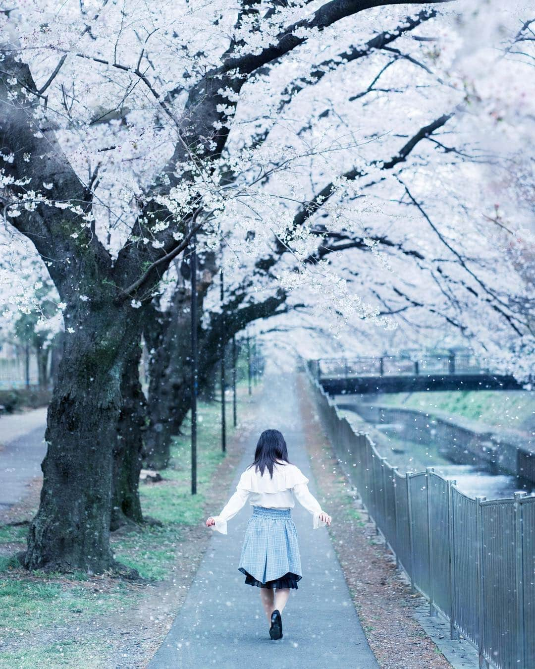 shabonさんのインスタグラム写真 - (shabonInstagram)「* . . . . . 淡い春 ༶⋆｡* ❀ . . . . . * #igersjp #tokyocameraclub #東京カメラ部 #instagramjapan #team_jp_ #photo_shorttrip #impression_shots #GPW_members_only #as_archive #indies_gram #reco_ig #hueart_life #art_of_japan_ #ig_phos #daily_photo_jpn #visitjapanjp #jp_mood #whim_life #sonyportraits #sonyalpha #japan #indy_photolife #japan_daytime_view #東京女子部 #rox_captures #hubsplanet #pt_life_ #tokyo #ソメイヨシノ #なんでもないただの道が好き」4月5日 19時24分 - shabon