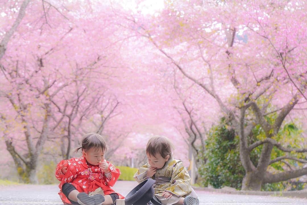 のインスタグラム：「今週もお疲れさまでした😊 現在、「春」をテーマにお写真・動画を募集中です✨ 本日の #タビスルキッズ はこちら💕 📷 @yuka_c02bさん 🚩愛知県・新城市「河津の桜並木」 🎙ご本人コメント ななちゃん👧とけいと👦 . お菓子に夢中な姿も可愛い😳❤️ . 散りかけてたけど綺麗だった～っ😍 来年は満開の時に行きたいな❤️ . 📷2019.3.12 ＊＊＊＊＊＊ こちらは、トンネルを抜けると河津桜が広がっているんですね✨ステキなお写真ありがとうございます💕」