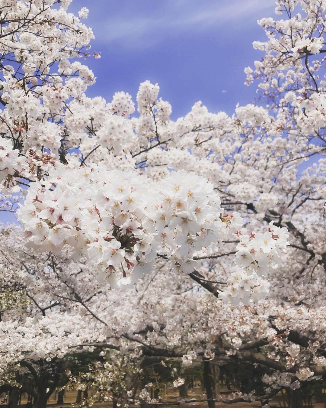 Rodner Figueroaさんのインスタグラム写真 - (Rodner FigueroaInstagram)「Up close and personal!!! 🌸Cherry blossoms!!! Flor de cerezos!!! #yoyogipark #tokyo #tokio #japan #japon #cherryblossom」4月5日 19時29分 - rodnerfigueroa