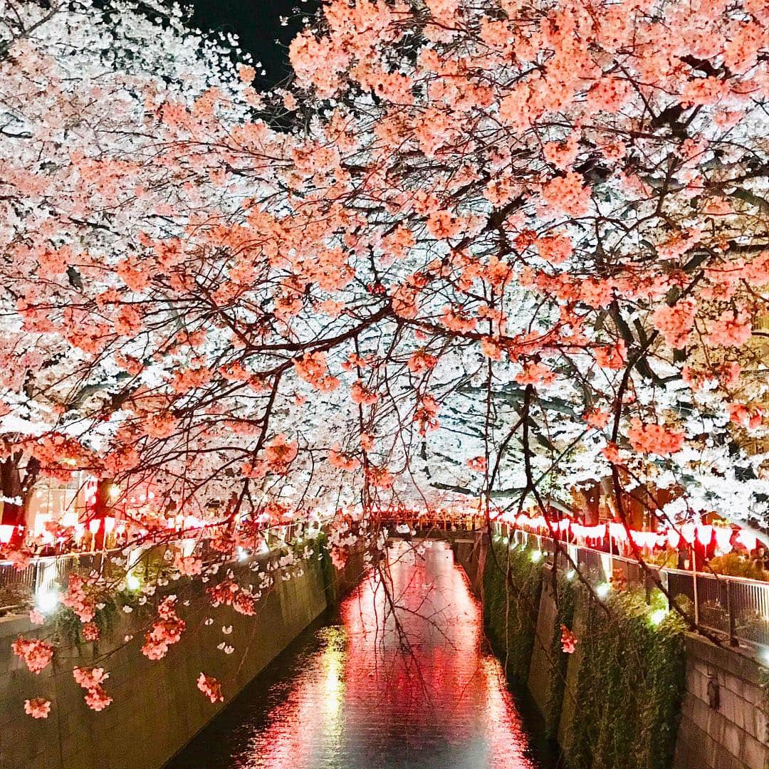 堀之内大介さんのインスタグラム写真 - (堀之内大介Instagram)「昨日🌸 #目黒川 #桜 #🌸 #花見 #cherryblossom」4月5日 19時33分 - horinouchi_bbb