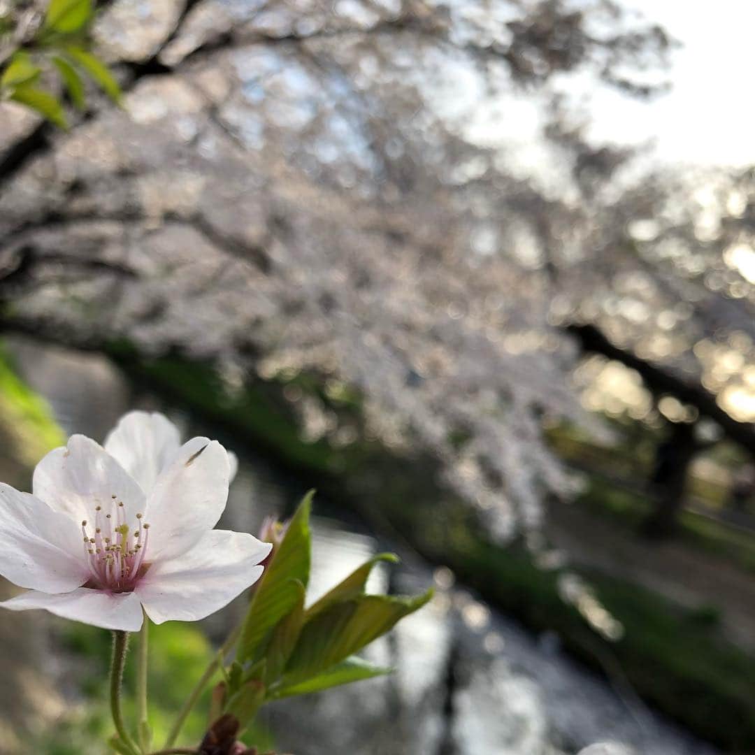 柴垣映里奈さんのインスタグラム写真 - (柴垣映里奈Instagram)「風が強くて桜がひらひらと綺麗でした^ ^  #春 #お花見 #桜」4月5日 19時35分 - cq_erina_s