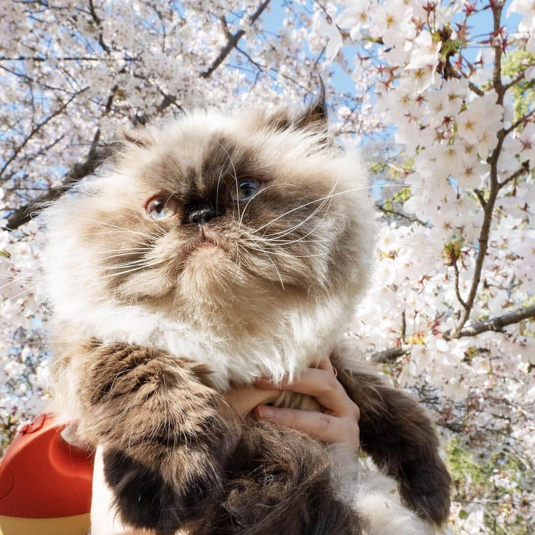 清水桜子さんのインスタグラム写真 - (清水桜子Instagram)「のんとお花見🌸 トモミンにたくさん写真撮ってもらったヨ。 photo by @tomomin611」4月5日 19時36分 - sakuracos