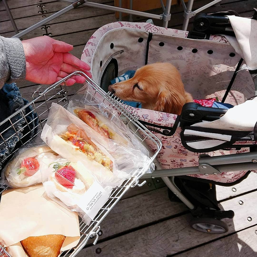 ピックさんのインスタグラム写真 - (ピックInstagram)「徳島最後の日の、postだよ🐶🐶 、 朝から、徳島マルシェに、月に一度開催の❗ 、 ピックちゃん🐶かわいい～って❗撮影されたんだよ😃 、 ずっと歩いて、カレーパン食べたけど❗ 言わせてもらいます❗ 、 中身が冷たかった❗ 並んで❗売りたいのはわかるが‼️ 、 残念だわ💦 きーつけてよー 、 大人気の #オーバッシュクラスト  さんの🍞に並び 朝ごはん 、 天然酵母でめちゃくちゃ美味しかった～ 、 かじったの、私じゃないよ❗ みさお😁😁😁 、 また、行くときはマルシェの時に行きたいなー 、 水際公園の🌸も咲いてなかったね❗ 、 マルシェの次は 神戸の中華街に行ったので、また、postしまーす❗ 、 #徳島県 #徳島マルシェ #お出かけ  #食べ歩き  #instadog #ilovedog #dogstagram #west_dog_japan #all_dog_japan #todayswanko #inulog #ミニチュアダックス #ミニチュアダックスフンド #イヌスタグラム #いぬすたぐらむ #犬 #だいすき #美容 #ダイエット #いぬドル #かわいい #シニア犬 #14歳 #ピック #モデル犬 #イケワン #わんわん小学校」4月5日 19時41分 - pick09040904