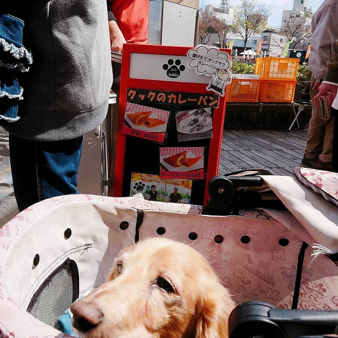 ピックさんのインスタグラム写真 - (ピックInstagram)「徳島最後の日の、postだよ🐶🐶 、 朝から、徳島マルシェに、月に一度開催の❗ 、 ピックちゃん🐶かわいい～って❗撮影されたんだよ😃 、 ずっと歩いて、カレーパン食べたけど❗ 言わせてもらいます❗ 、 中身が冷たかった❗ 並んで❗売りたいのはわかるが‼️ 、 残念だわ💦 きーつけてよー 、 大人気の #オーバッシュクラスト  さんの🍞に並び 朝ごはん 、 天然酵母でめちゃくちゃ美味しかった～ 、 かじったの、私じゃないよ❗ みさお😁😁😁 、 また、行くときはマルシェの時に行きたいなー 、 水際公園の🌸も咲いてなかったね❗ 、 マルシェの次は 神戸の中華街に行ったので、また、postしまーす❗ 、 #徳島県 #徳島マルシェ #お出かけ  #食べ歩き  #instadog #ilovedog #dogstagram #west_dog_japan #all_dog_japan #todayswanko #inulog #ミニチュアダックス #ミニチュアダックスフンド #イヌスタグラム #いぬすたぐらむ #犬 #だいすき #美容 #ダイエット #いぬドル #かわいい #シニア犬 #14歳 #ピック #モデル犬 #イケワン #わんわん小学校」4月5日 19時41分 - pick09040904