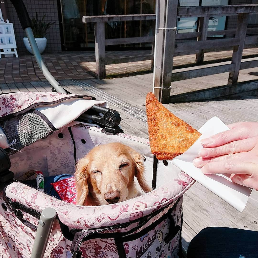 ピックさんのインスタグラム写真 - (ピックInstagram)「徳島最後の日の、postだよ🐶🐶 、 朝から、徳島マルシェに、月に一度開催の❗ 、 ピックちゃん🐶かわいい～って❗撮影されたんだよ😃 、 ずっと歩いて、カレーパン食べたけど❗ 言わせてもらいます❗ 、 中身が冷たかった❗ 並んで❗売りたいのはわかるが‼️ 、 残念だわ💦 きーつけてよー 、 大人気の #オーバッシュクラスト  さんの🍞に並び 朝ごはん 、 天然酵母でめちゃくちゃ美味しかった～ 、 かじったの、私じゃないよ❗ みさお😁😁😁 、 また、行くときはマルシェの時に行きたいなー 、 水際公園の🌸も咲いてなかったね❗ 、 マルシェの次は 神戸の中華街に行ったので、また、postしまーす❗ 、 #徳島県 #徳島マルシェ #お出かけ  #食べ歩き  #instadog #ilovedog #dogstagram #west_dog_japan #all_dog_japan #todayswanko #inulog #ミニチュアダックス #ミニチュアダックスフンド #イヌスタグラム #いぬすたぐらむ #犬 #だいすき #美容 #ダイエット #いぬドル #かわいい #シニア犬 #14歳 #ピック #モデル犬 #イケワン #わんわん小学校」4月5日 19時41分 - pick09040904