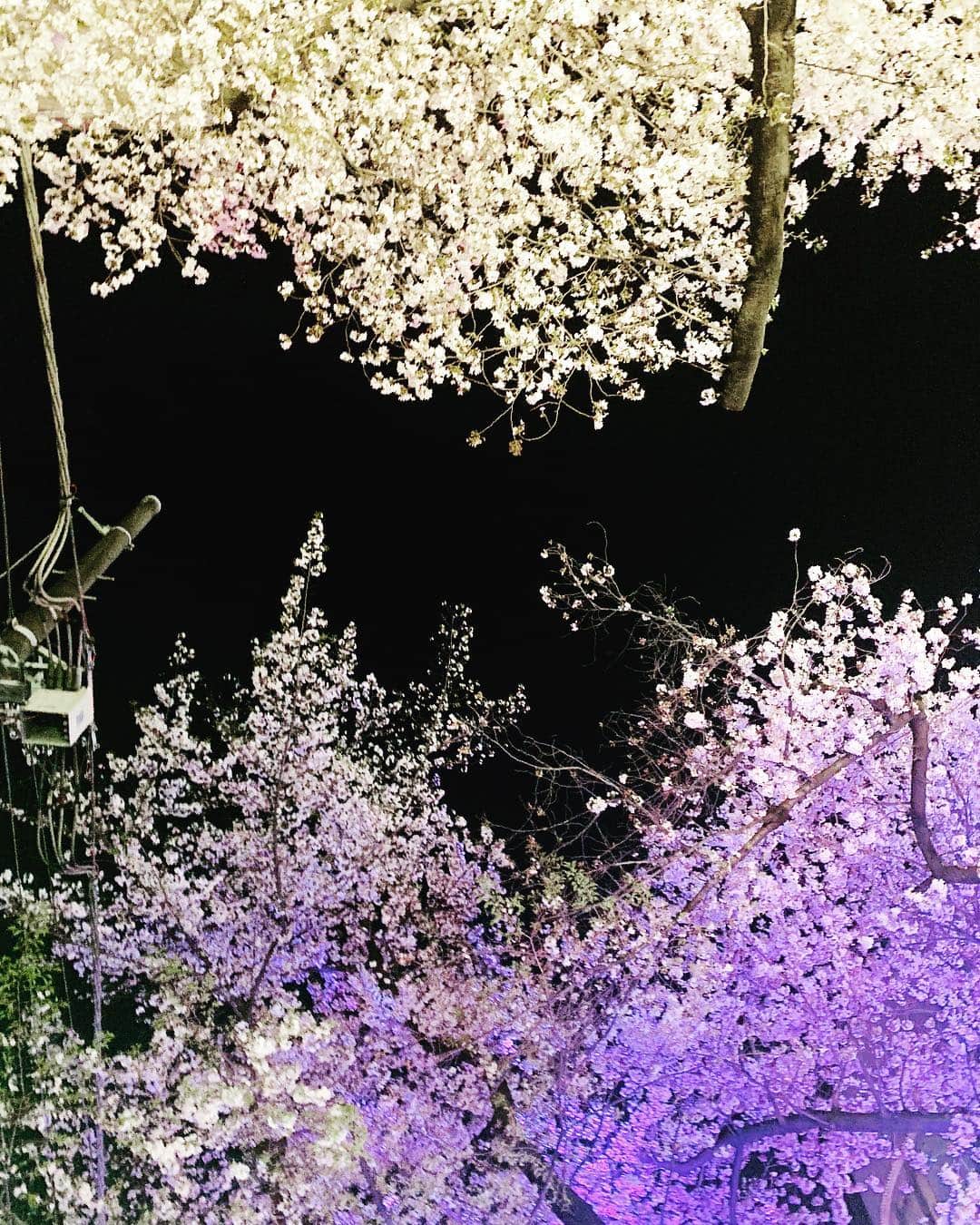 のインスタグラム：「桜」