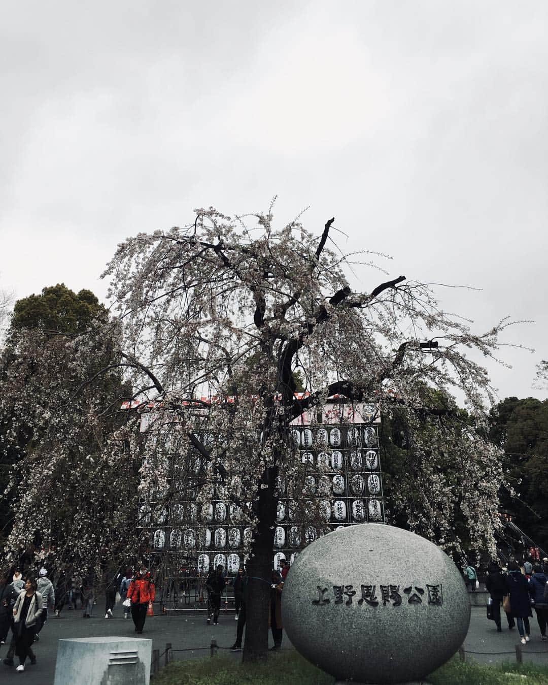 福山理子さんのインスタグラム写真 - (福山理子Instagram)「上野公園でお花見しました。 沖縄料理屋さんが、お食事を。お誕生日の方もいて、お誕生日ケーキはまさかのサーターアンダギー(　 Д )　ﾟ　ﾟ #お花見 #上野公園 #サーターアンダギー #沖縄料理」4月5日 20時05分 - rikofukuyama