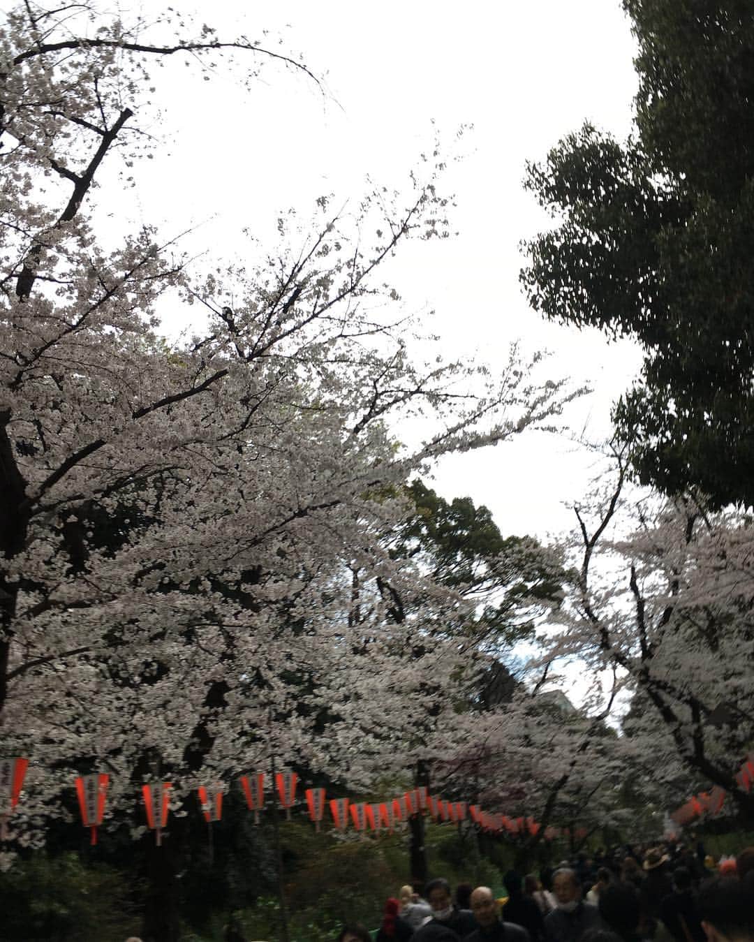 福山理子さんのインスタグラム写真 - (福山理子Instagram)「上野公園でお花見しました。 沖縄料理屋さんが、お食事を。お誕生日の方もいて、お誕生日ケーキはまさかのサーターアンダギー(　 Д )　ﾟ　ﾟ #お花見 #上野公園 #サーターアンダギー #沖縄料理」4月5日 20時05分 - rikofukuyama