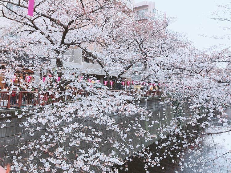 仙石みなみさんのインスタグラム写真 - (仙石みなみInstagram)「. 目黒川の桜〜〜🌸 . #cherryblossom #桜 #お花見 #目黒川 #spring #pink #flower」4月5日 19時58分 - sengoku_minami
