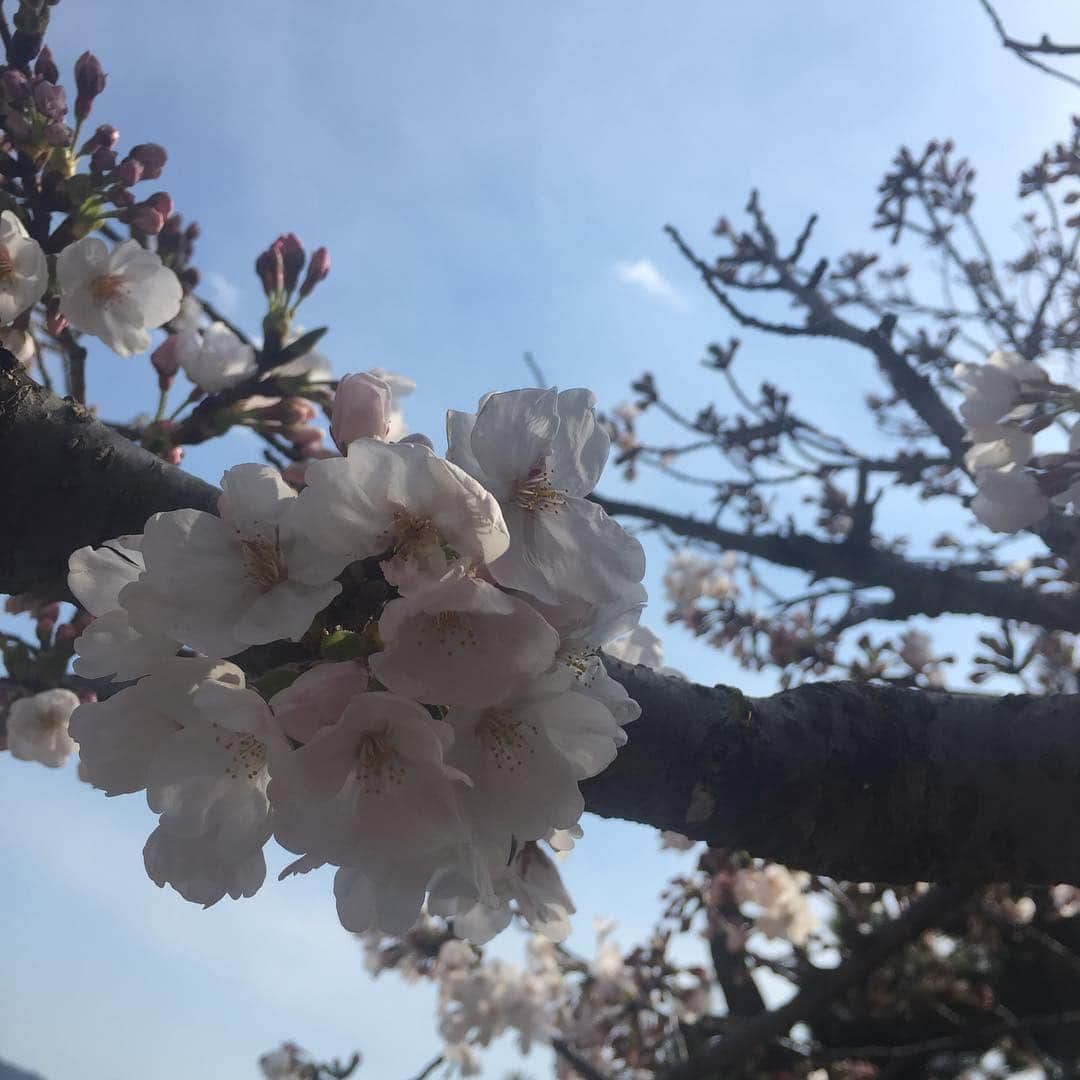 久保田夏菜さんのインスタグラム写真 - (久保田夏菜Instagram)「尾道花見旅。 すこーし、 桜は早かったかね。  でも、いいいい！ 青空の下 花見弁当持って尾道さんぽ。  笑い転げ続けた。 わははは！  そんな平和な日。  #尾道 #花見」4月5日 19時59分 - kanakubota0805