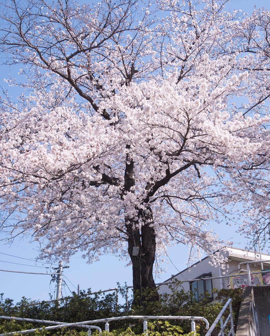 よみうりランドさんのインスタグラム写真 - (よみうりランドInstagram)「【園内の桜だより】 京王よみうりランド駅側ゴンドラ スカイシャトルのりばにある一本の桜。陽射しを浴びた桜は美しく輝いています。朝、昼、夕方の光で、それぞれ違った美しさを見せてくれます。 【 Garden cherry blossoms 】  There’s is one special cherry blossom by the sky shuttle ride from Keio Line Yomiuriland station. The cherry blossoms bathed in sunshine are shining beautifully.The morning light, noon light and evening light all show the sakura’s beauty with a different perspective .  #よみラン春のフォトコン #よみうりランド #東京 #Tokyo  #Japan #amusementpark #イルミネーション #ジュエルミネーション #jewellumination  #遊園地 #休日 #小旅行 #女子旅  #観光スポット #観光地 #instagood #インスタ映えスポット #宝石イルミ #いいねしてね #海外旅行大好き #桜 #よみうりランド桜情報 #桜満開 #flowers #花 #春 #花見 #Cherryblossoms #サクラ」4月5日 20時14分 - yomiuriland