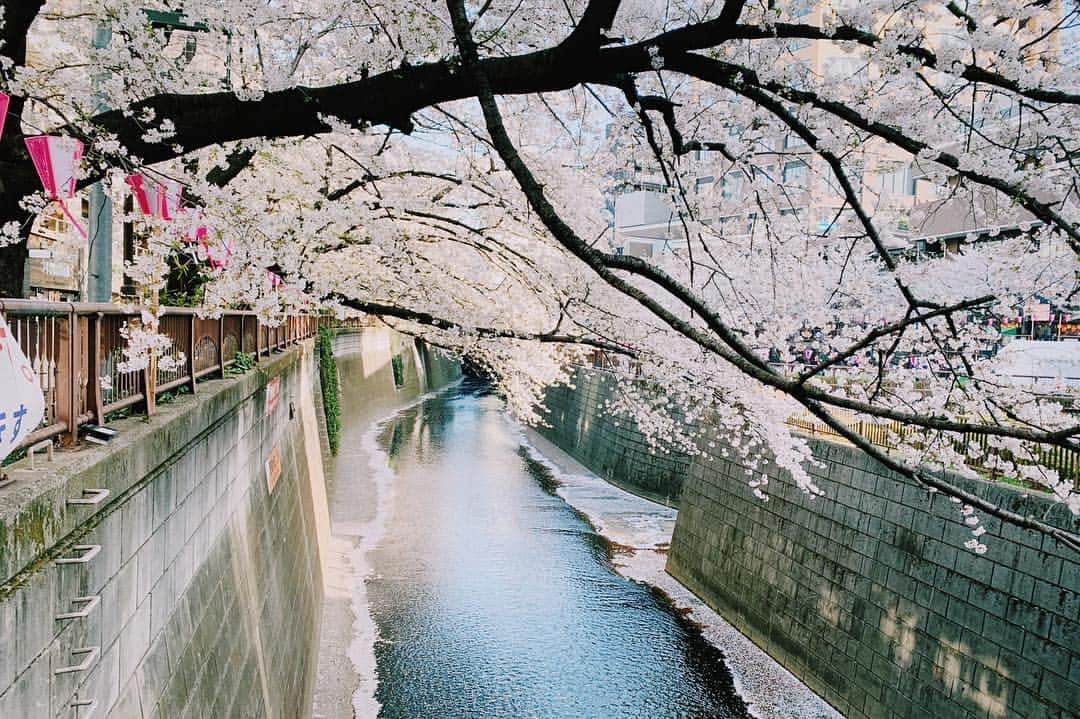 ヤオ・アイニンさんのインスタグラム写真 - (ヤオ・アイニンInstagram)「#中目黑の桜 🌸 (◍ ´꒳` ◍) 生活在東京第一次覺得很幸福 應該是角色帶給我的禮物吧 就像戴天雨一樣是個直率快樂的孩子 啊～～～ 很希望可以快點跟大家見面ㄋ #pipiism」4月5日 20時07分 - ipipy20000