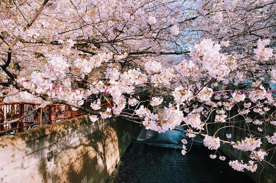 ヤオ・アイニンさんのインスタグラム写真 - (ヤオ・アイニンInstagram)「#中目黑の桜 🌸 (◍ ´꒳` ◍) 生活在東京第一次覺得很幸福 應該是角色帶給我的禮物吧 就像戴天雨一樣是個直率快樂的孩子 啊～～～ 很希望可以快點跟大家見面ㄋ #pipiism」4月5日 20時07分 - ipipy20000