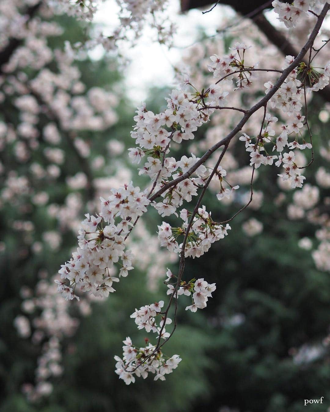 anemone_69のインスタグラム：「. ⋆*❀*⋆ฺ｡* . . #ソメイヨシノ #染井吉野 #sakura #サクラ #桜 #cherryblossom . .」