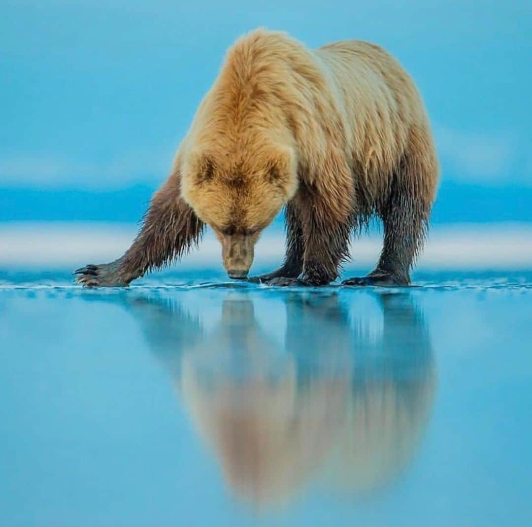 Discoveryさんのインスタグラム写真 - (DiscoveryInstagram)「“Coastal Brown Bear. Lake Clark, Alaska.  Sometimes only a few centimeters can make all of the difference in a photo. I first took this image from a higher perspective but it wasn’t until I was ground level with the bear that it came to life. Getting this low allowed me to capture this intimate portrait of the bear and his reflection in the water below.” 📸 + caption by Kevin Morgans (@kevmorgans) . . . . #CoastalBrownBear #LakeClark #Alaska #explore #travel #nature #photography #potd #photooftheday #wildlifephotography #tgif」4月5日 20時23分 - discovery