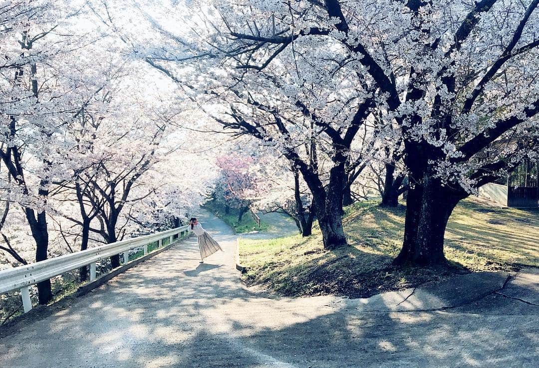 岩倉しおりさんのインスタグラム写真 - (岩倉しおりInstagram)「朝の光。 桜の花が満開になったかと思えば今日のお昼はらはらと散っていた。桜のお花の一つ一つの命は咲いて三日だそう。今の美しさをできるだけ見ていたい。」4月5日 20時17分 - iwakurashiori