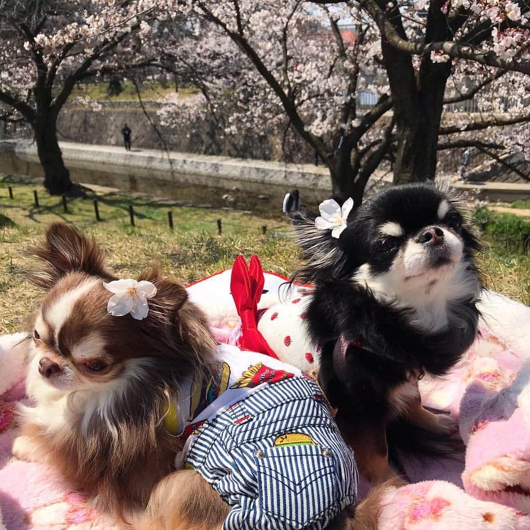 kayoのインスタグラム：「* * 桜の髪飾り😆🌸🌸 * * Lychee💗Melon * * #桜 #お花見 #chihuahua#chihuahualove#dogstgram#dog#instadog#チワワ#チワワ大好き * *」