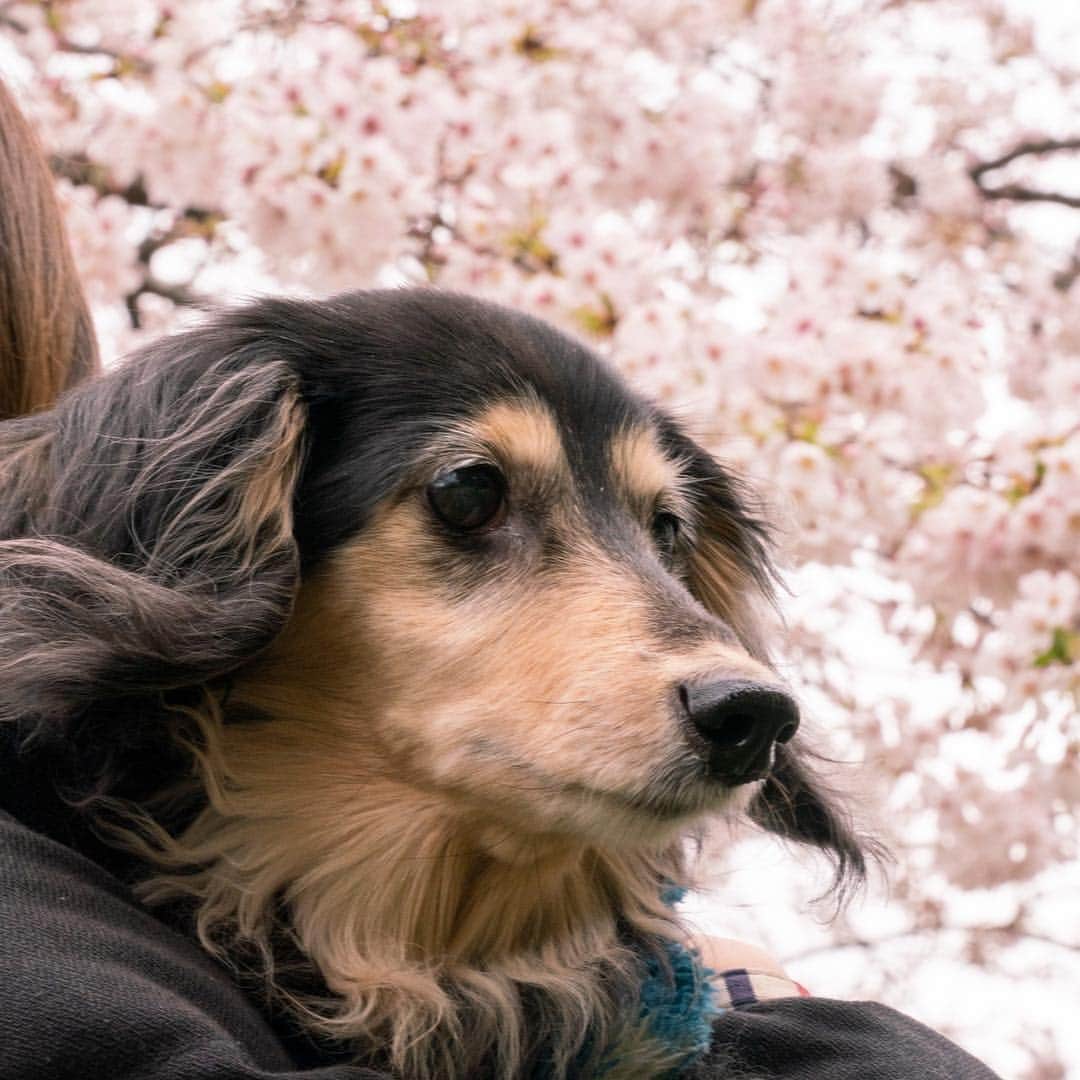 星村麻衣のインスタグラム：「マリリンと満開の桜🌸 #dogstagram  #doglover  #marilyn #spring #cherryblossom」