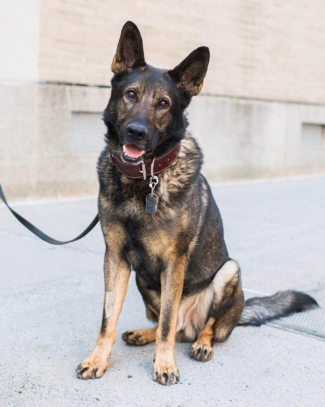 The Dogistさんのインスタグラム写真 - (The DogistInstagram)「Lux, German Shepherd (6 y/o), Watts & Thompson St., New York, NY • “He’s an ex-cop.”」4月6日 7時13分 - thedogist