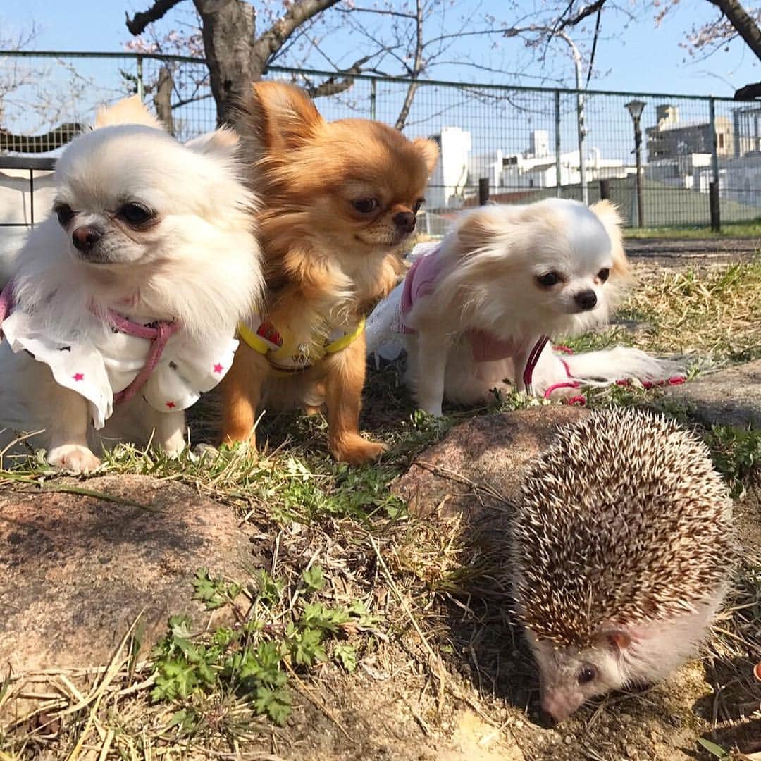 kayoのインスタグラム：「* * 可愛いハリネズミちゃんに出会ったよ😍🦔💗💗 * * ハリネズミちゃん見て くりお挙動不審になってた😂 * * #ハリネズミ #可愛い * #chihuahua#chihuahualove#dogstgram#d#instadog#チワワ#チワワ大好き * *」